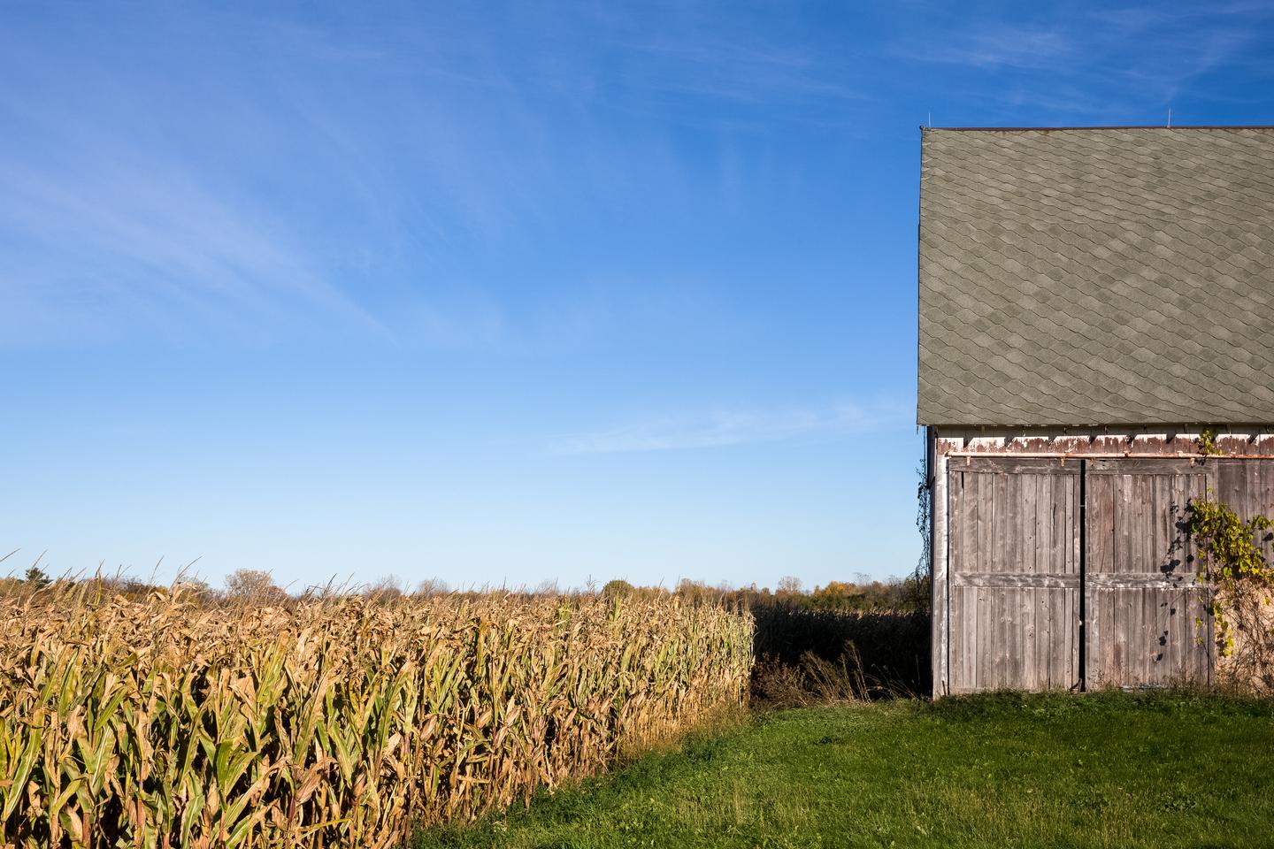 Old barn in a corn field